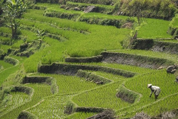 Discover the Hidden Wonders of Selogriyo Temple A Journey Through Indonesia's Untouched Forests