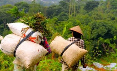 Uncovering the Mysteries of Selogriyo Temple A Hiking Adventure from Yogyakarta