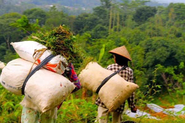 Uncovering the Mysteries of Selogriyo Temple A Hiking Adventure from Yogyakarta
